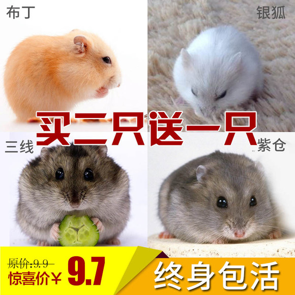 仓鼠比较全面的介绍,仓鼠资料介绍400字