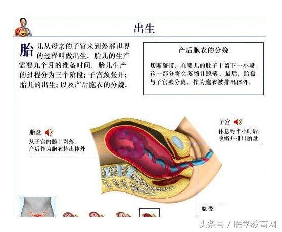 胎儿发育过程视频,胎儿发育全过程图