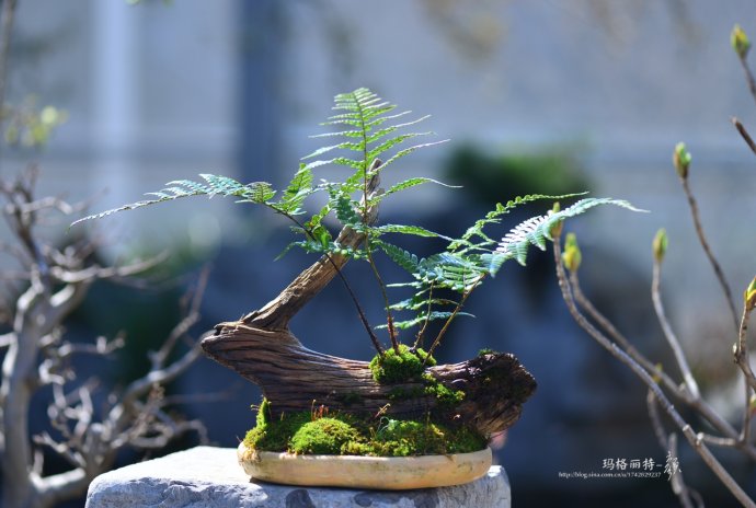 鎷滆涓滅鑽夊爞,鑺卞洯鎷滆