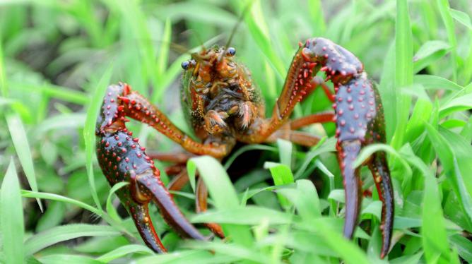 别走弯路了，今年养殖这十种动物“钱景最好”