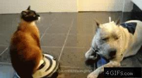 兔子弹跳动态图,gif一张图告诉你兔子的弹跳力