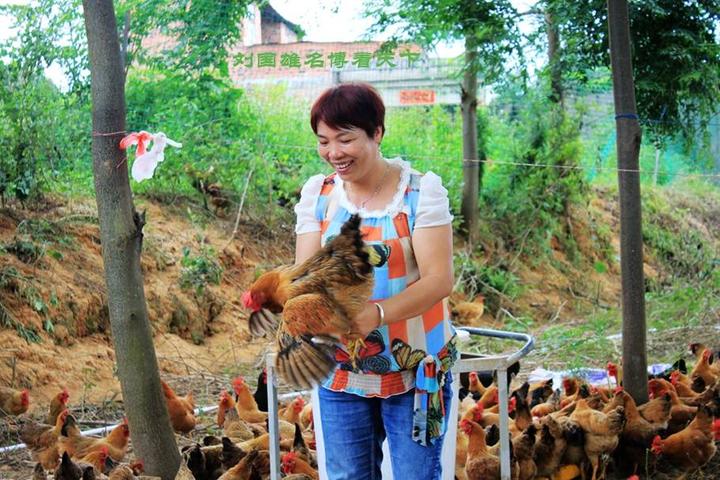 游机鸡是什么东西？吸引一群厨王跑到南宁农村吃