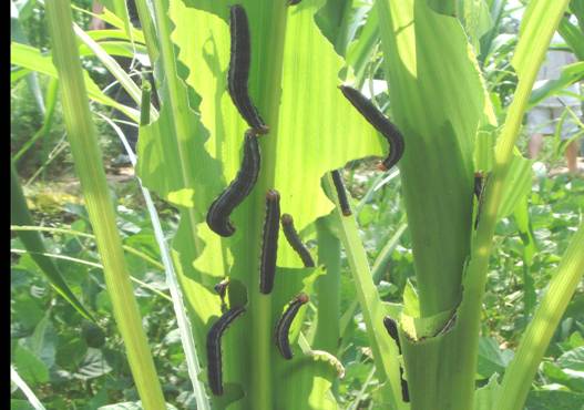 不让农民烧秸秆的视频,不让烧秸秆农民找哪个部门解决