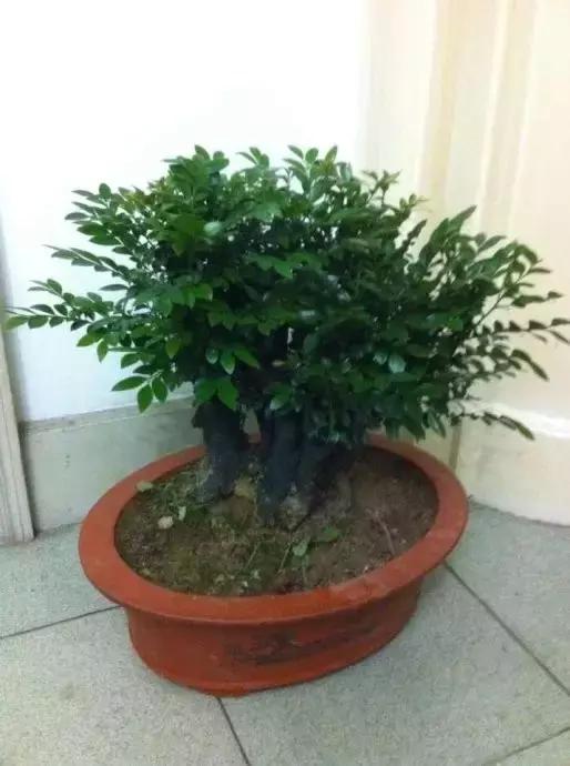 小叶紫檀盆景有什么观赏价值,小叶紫檀盆栽做手串