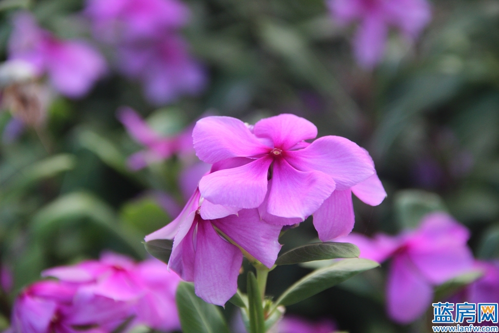 厦门海湾公园蓝眼泪最佳观赏时间,厦门看海滩哪里最好