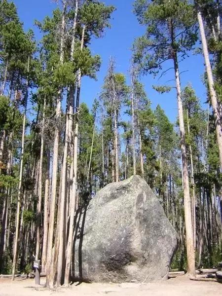 小叶紫檀值不值得购买,小叶紫檀盆景的寓意与象征