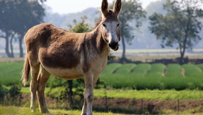 别走弯路了，今年养殖这十种动物“钱景最好”