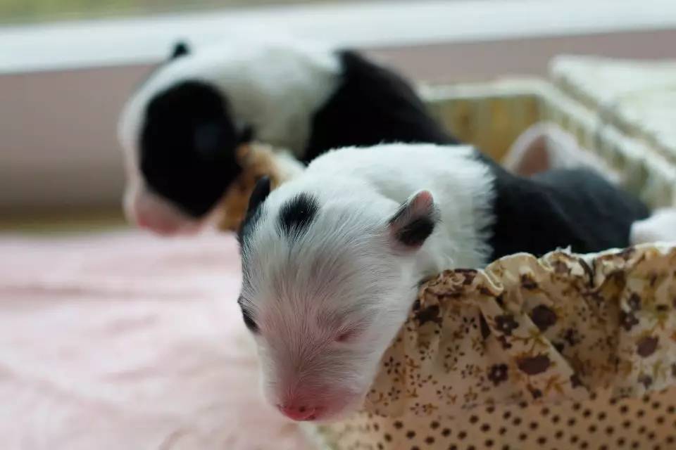 边牧接生,边牧生小狗怎么接生