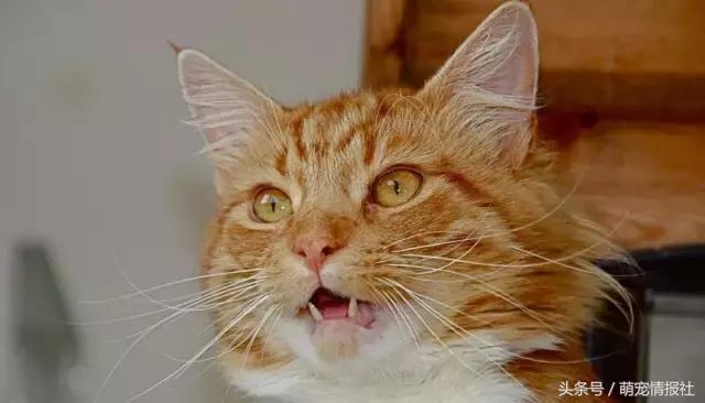 猫咪口臭怎么解决,猫咪牙齿