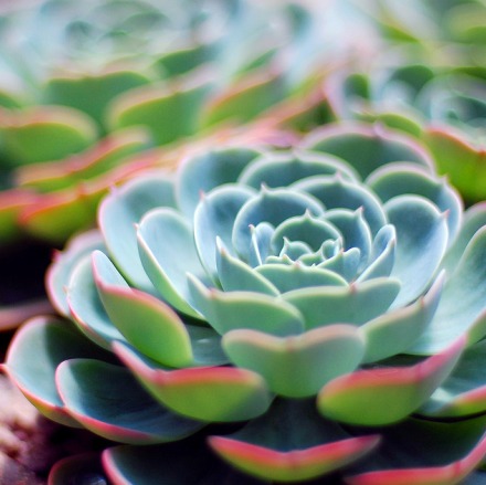 多肉植物贵货老桩都开始降价啦!到底要不要入手?来听听有经验的大神怎么说