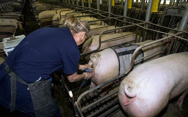 母猪人工授精三大错误,母猪人工授精配不上是什么情况