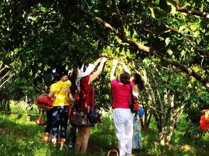 仲夏海口│探幽访古欢乐摘果听蝉鸣