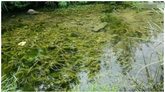 中华草龟和野生草龟的区别,草龟跟中华草龟有什么区别
