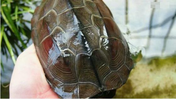 中华草龟与台湾草龟,中华草龟跟草龟有什么区别图