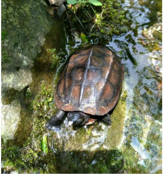 中华草龟和野生草龟的区别,草龟跟中华草龟有什么区别