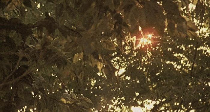 夏天的骄阳十分炎热,夏日的骄阳美歌曲完整版