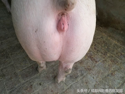 判断母猪发情，照这方法，准错不了