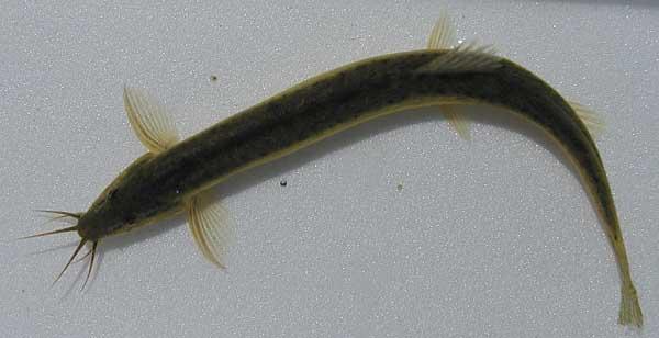 泥鳅钓翘嘴的方法,泥鳅钓法视频教程