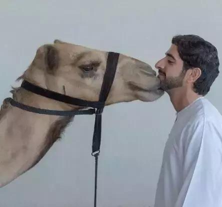 沙特最帅王子哈曼丹,阿联酋王子哈曼丹照片