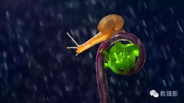 精美微距摄影欣赏蜗牛,微距蜗牛拍摄技巧视频