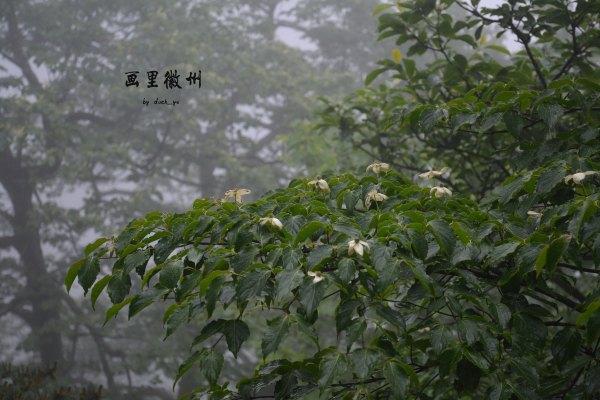 黄山四绝之一奇松介绍,黄山的四绝分别是奇松怪石