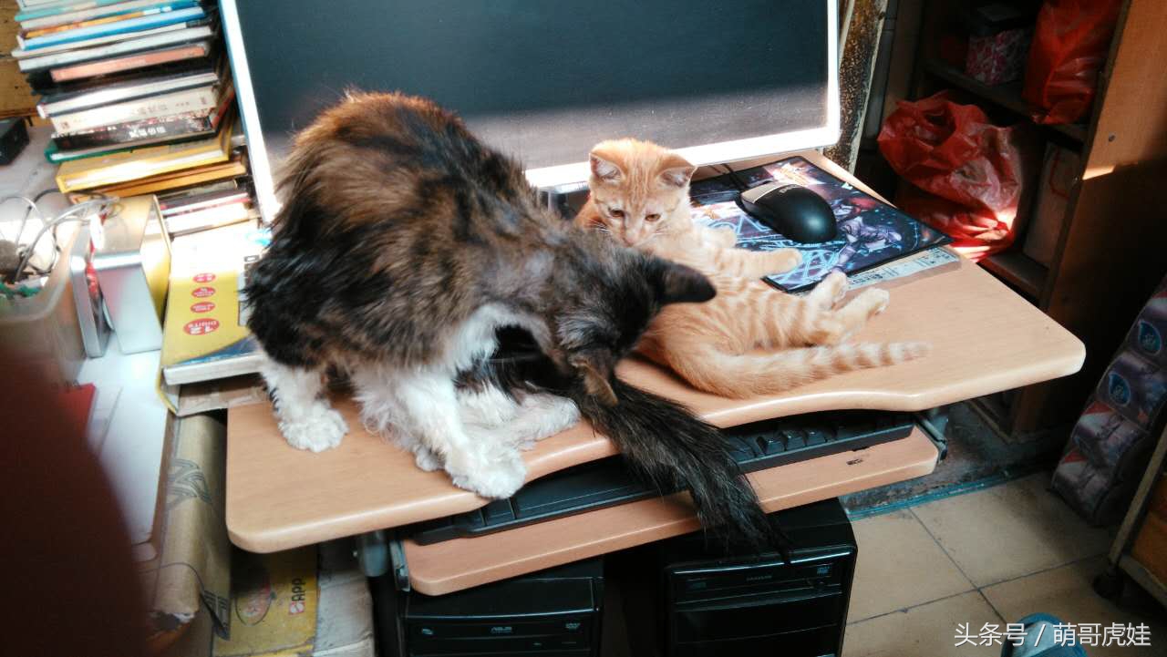 谁说天上不能掉馅饼，坐在家里也能被空降的喵星人砸中，命中注定就是铲屎官