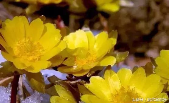 哈尔滨尚志未来5年规划,哈尔滨尚志最新规划