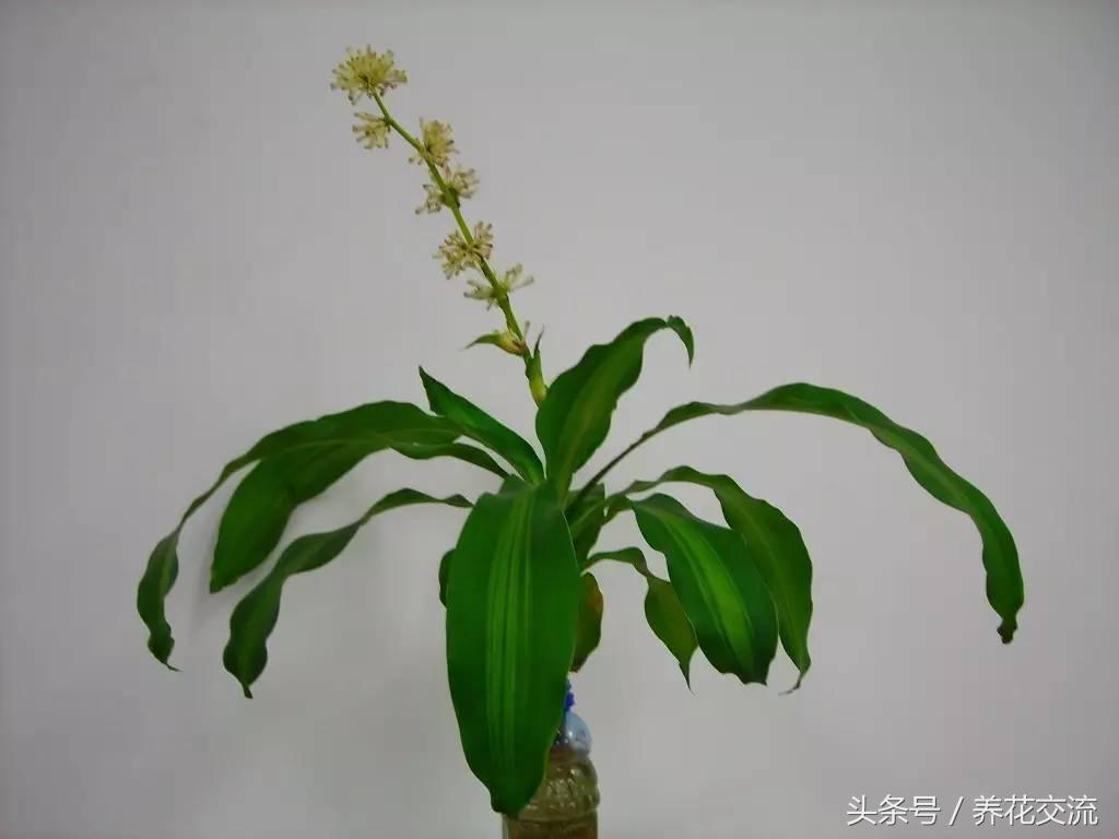 鸿运当头水培植物的养护方法,9种超级好养的水培植物养护下集