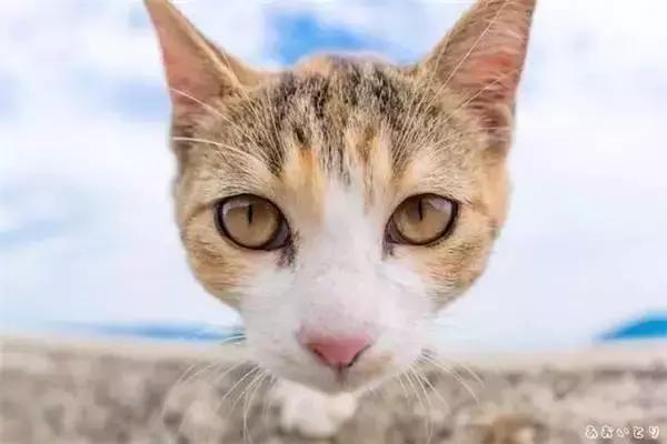 云养猫真的有人爱猫吗,云养猫最近的新闻