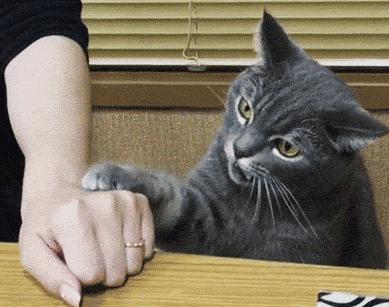 云养猫真的有人爱猫吗,云养猫最近的新闻