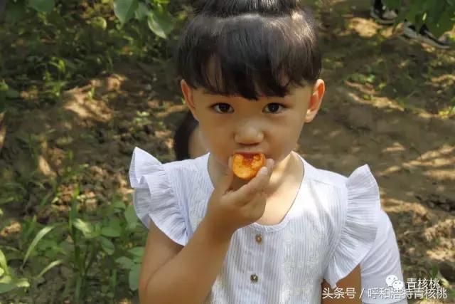呼和浩特摘杏一日游,呼和浩特乌素图摘杏的地方
