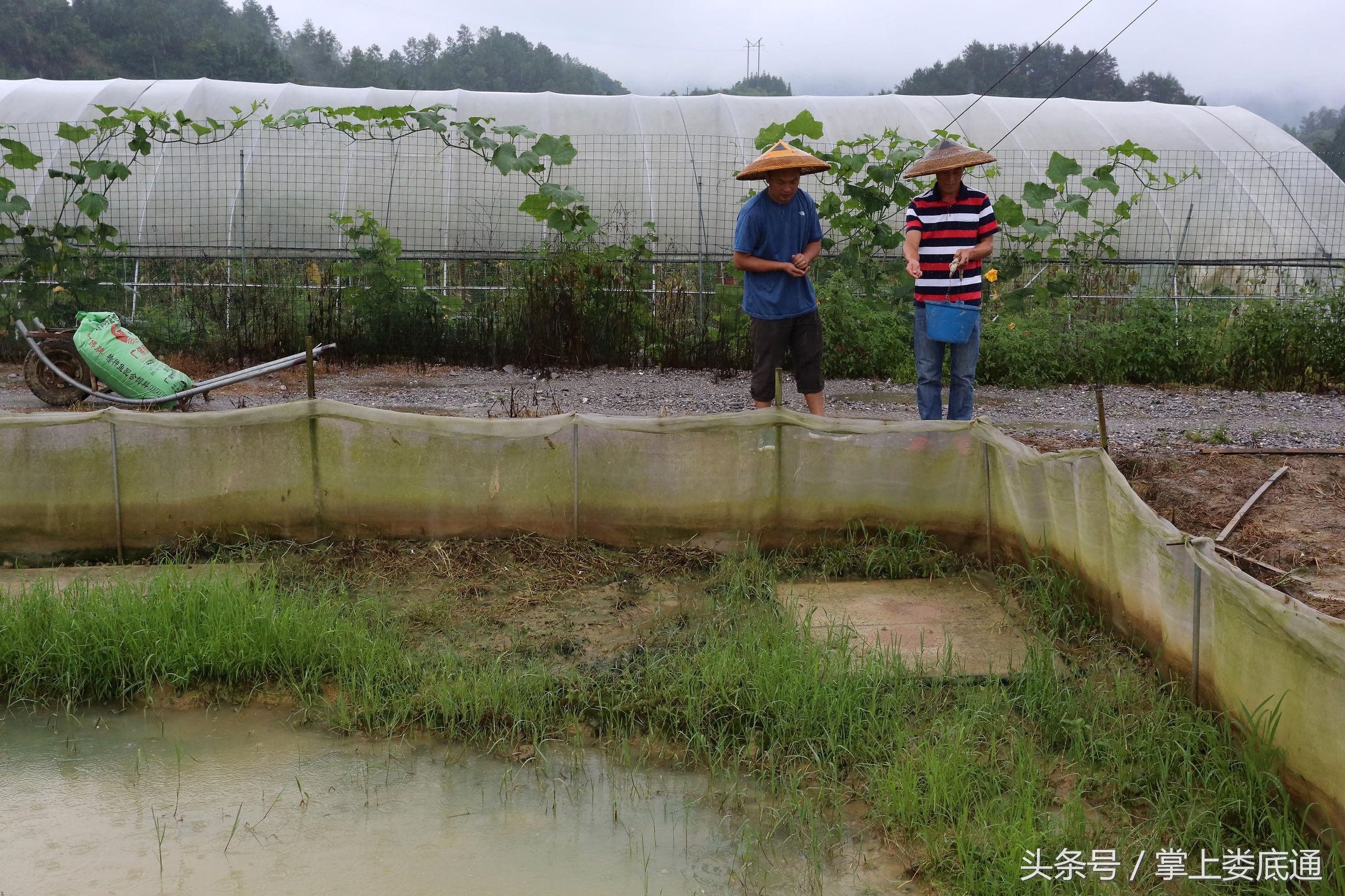 湖南郴州青蛙养殖,湖南青腾青蛙养殖