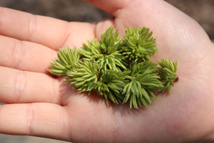 杜仲花的吃法,杜仲花茶的制作方法