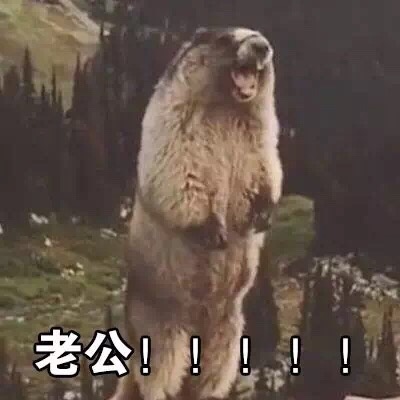 表情包：喊老公专用表情包，微信QQ聊天专用，给女生的福利哦