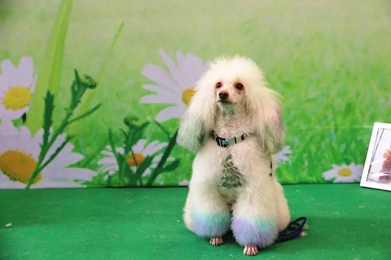 给狗狗染色,需要注意些什么?