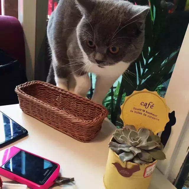 萌出血!九江这几家的撸猫店喊你来撸猫啦!美食与猫兼得!