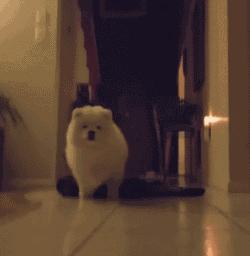 萨摩耶跟二哈哪个好养,二哈和萨摩耶哪个好养