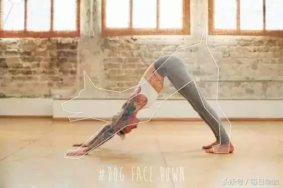 初级下犬式正确姿势分解及功效,下犬式初学者注意什么