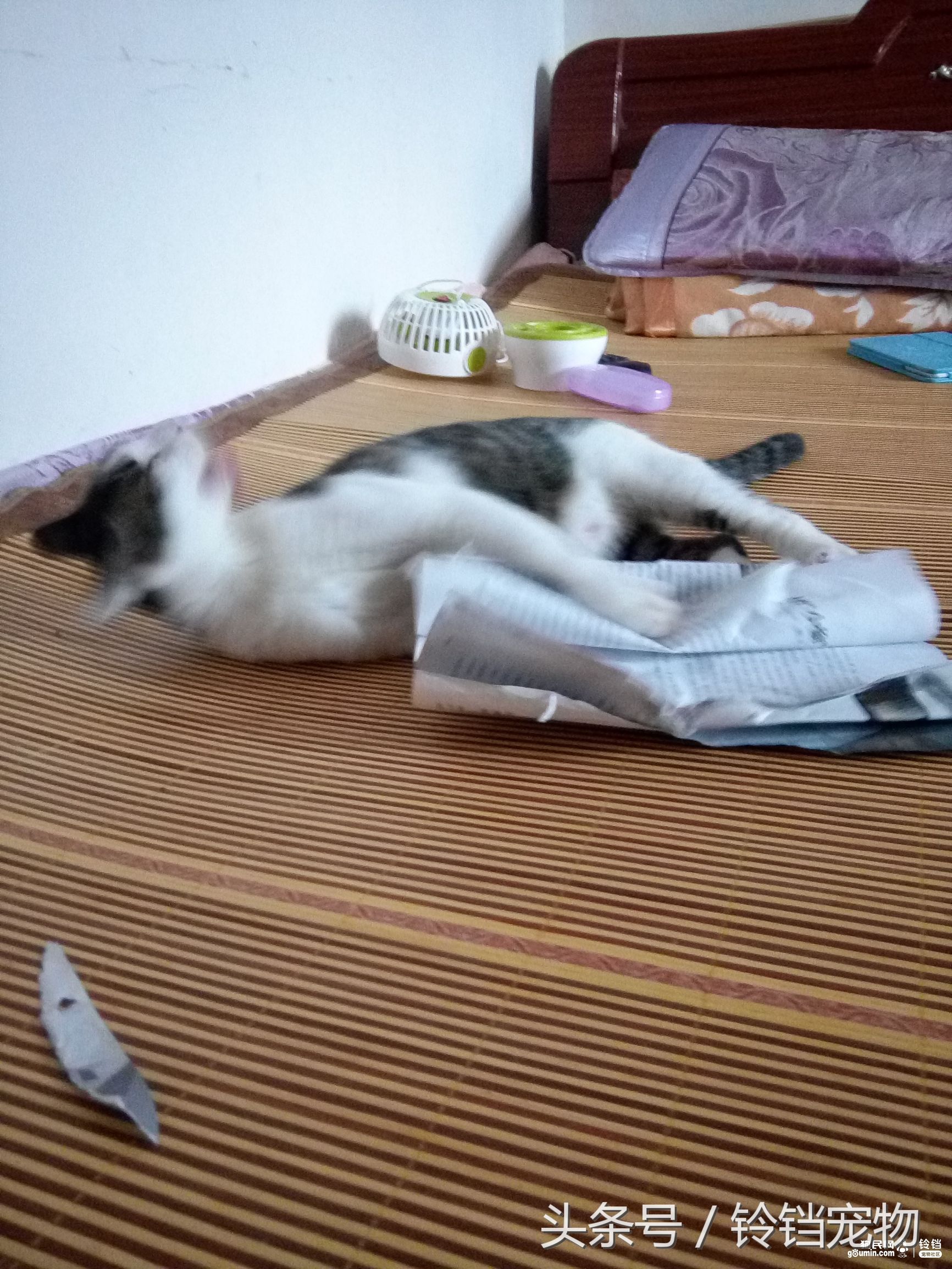 猫狗一起拆家了 (猫狗拆家)