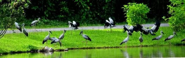 绿色的西双版纳,绿色的西双版纳完整版