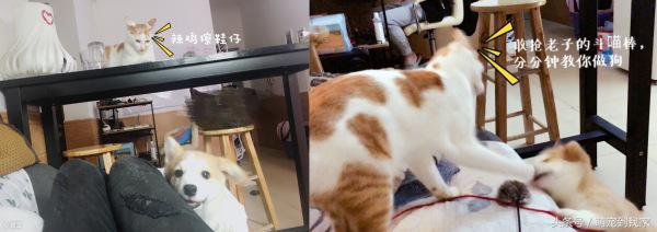 狗宝刚来家里的时候猫咪很生气，没想到后来它们居然合伙偷食吃！