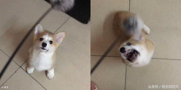 狗宝刚来家里的时候猫咪很生气，没想到后来它们居然合伙偷食吃！