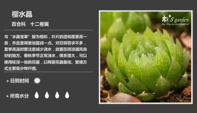 十二卷多肉植物怎么养,十二卷多肉如何养根