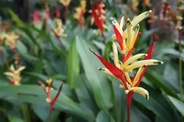 在新加坡吃日本料理,新加坡美食之旅