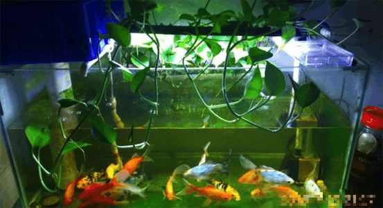 水养绿萝可以放金鱼需要喂食吗,金鱼和绿萝一起养会影响水质吗