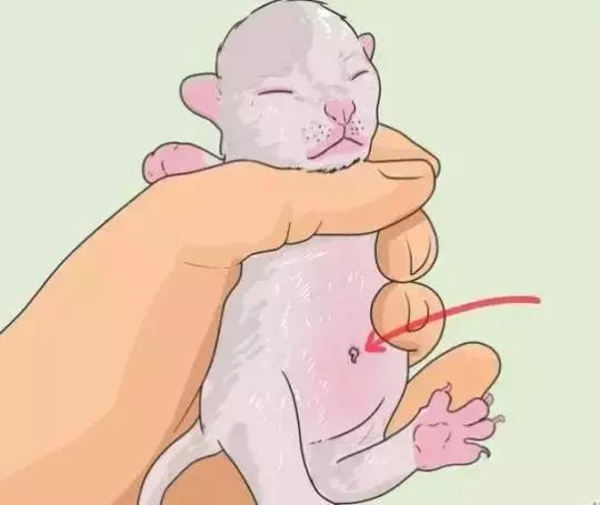 猫咪怀孕生产及产后护理