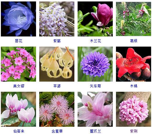 常见花卉盆栽100种,盆栽什么品种花草最好养