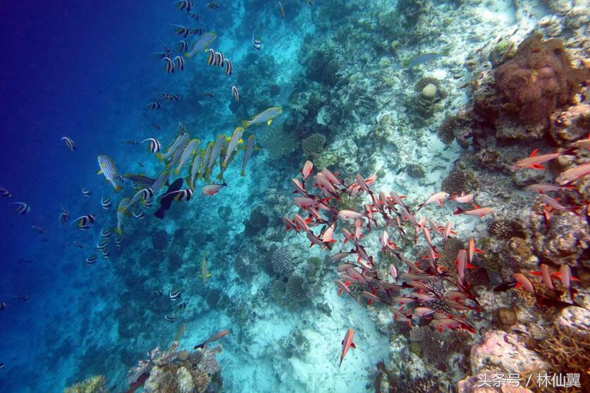 适合家庭游的马尔代夫岛屿,马尔代夫岛屿攻略大全