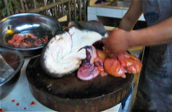 鲶鱼很聪明吗,鲶鱼可以一年四季钓吗