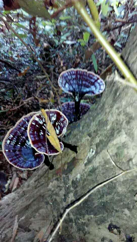 吃灵芝孢子粉,灵芝能吃吗